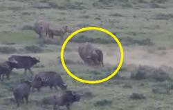 فيديو "نادر للغاية".. شاهد مَن دخل في معركة مع وحيد القرن