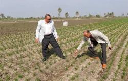 وكيل «زراعة الفيوم» يتفقد زراعات القمح بمركز اطسا