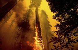الحرائق تطال 3 آلاف من أشجار السكويا