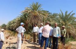 «الزراعة» تنشر تفاصيل خطة دعم مزارعي وسط سيناء لتحقيق الأمن الغذائي بالمحافظة