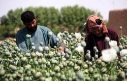 الأفيون بدل الفواكه.. مزارعو أفغانستان يتحولون إلى زراعة "الخشخاش"