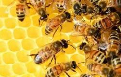 خبير: هذه نصيحتي لتغذية النحل للوقاية من الأمراض