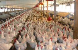 «منتجي الدواجن» تعلن ارتفاع أسعار البيض جنيهان في الأسواق (التفاصيل)