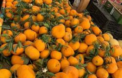 ارتفاع أسعار اليوسفي وإنخفاض البرتقال بسوق العبور