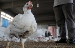 خطر جديد في فرنسا.. اكتشف بؤرة لإنفلونزا الطيور شديدة العدوى