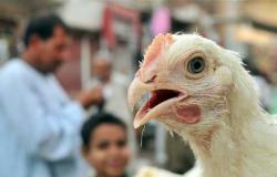 الوضع صعب وخطير.. منظمة عالمية: إنفلونزا الطيور الجديدة أكثر قدرة على الانتشار بين البشر