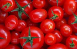 الطماطم بـ2.50 جنيه.. تراجع أسعار الخضروات والفاكهة بمنافذ المجمعات الاستهلاكية