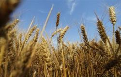 نقيب الفلاحين يحذر مزارعي القمح من «جراثيم الصدأ»