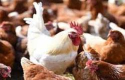 «منتجي الدواجن»: استقرار أسعار البيض في الأسواق