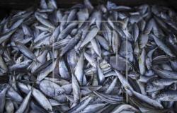 تعرف على أسعار الأسماك بسوق العبور اليوم: «قشر البياض بـ110 جنيهات»