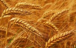 مصادر: روسيا ليس لديها خطط لوقف صادرات القمح..ورفع الأسعار في الصورة