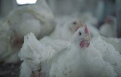 الاردن : إلغاء تحديد السقوف السعرية للدجاج الطازج والنتافات