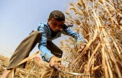 التموين المصرية: توريد القمح سيتوقف جزئيا خلال إجازة عيد الأضحى