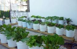 البيئة: الزراعة المنزلية خطوة نحو تحقيق فوائد بيئية وصحية وتوفير غذاء آمن
