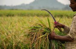 الأرز يلحق بالقمح.. توقعات بارتفاع أسعاره عالمياً بعد حظر تصديره خارج الهند