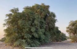 النائية تنقذ أشجار الغاف الأحمر في يبرين