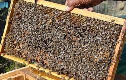 بيض التفقيس والنحل يتصدران واردات المحاجر