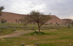 200 ألف شجرة و37 غزالًا في حريملاء