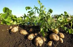 تحالف "سعودي- كوري" لتوطين إنتاج تقاوي البطاطس في المملكة