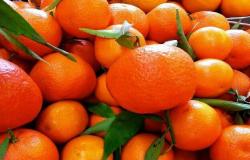 البرتقال المصري يواصل الصدارة في أوروبا.. صادراته ارتفعت 5.2% خلال 5 أشهر
