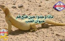بالفيديو | مجموعة شباب سعودي وجدوا حيوان “ضب” في الصحراء ، مخيط الفم وحين فتح الخياطة كانت المفاجأة