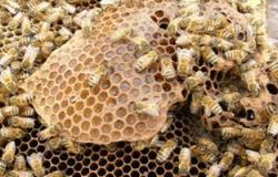 حبة البركة وعسل النحل لا يغنيان عن علاج فيروس "سى"