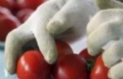 الطماطم تقي من سرطان الرئة والمعدة والبروستاتا