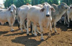 رفع الحظر المؤقت على البحوث الرسمية للطاعون البقرى باستخدام الفيروسات الحية