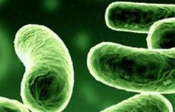 ما فائدة البكتيريا النافعة بالجسم وأين توجد؟