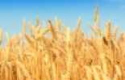 اتحاد الحبوب الروسي: مصر تسعى لتأجيل سداد ثمن شحنات القمح