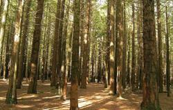 دراسة: تقطيع الأخشاب بالغابة يضاعف إفراز هرمون الذكورة بنسبة 15% أكثر من الرياضة