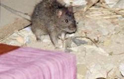 فئران الولائم تغزو بيوت «الصفا»