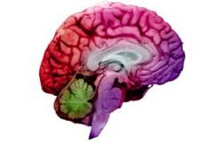 علاقة متبادلة بين الأمعاء والمخ بين عملية الهضم والوظائف الإدراكية
