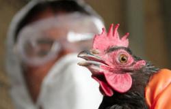 "الفاو": مخاطر إنفلونزا الطيور قد تظهر مجددًا فى الموسم المقبل