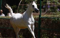 اليوم.. وزير الزراعة يفتتح بطولة مصر الدولية لجمال الخيول