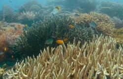 ختام ورشة عمل إعادة تأهيل الشعاب المرجانية بإعلام الغردقة
