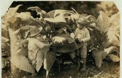 بالصور.. لقطات من مكتبة الكونجرس لعمالة الأطفال في الولايات المتحدة قبل 1938