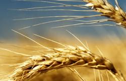 روسيا تتوقع انتعاش صادراتها من القمح إلى مصر بـ2014