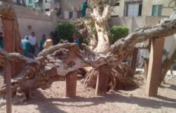 خبير آثار: شجرة العائلة المقدسة بالمطرية من بقايا حدائق كليوباترا