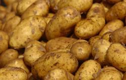 "الزراعة": ارتفاع صادرات البطاطس لدول أوروبا والخليج لــ128ألف طن