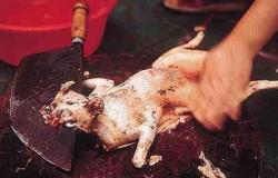 بالصور.. «لحم القطط».. الوجبة الخفيفة لأهل فيتنام