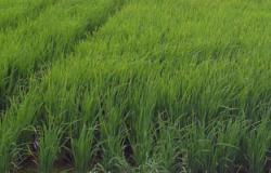 "زراعة كفر الشيخ": غرامة مالية وحرمان من الأسمدة لمخالفى زراعة الأرز