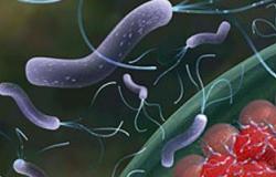 دراسة غريبة.. علاج الميكروب الحلزونى يؤدى للإصابة بالسمنة