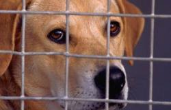 باحثون أمريكيون: "اختبار الكلب" للكشف عن سرطان الغدة الدرقية مبكرا