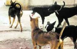 الأمن يضبط 18 قطعة سلاح نارى بدون ترخيص وإعدام 15 كلبا ضالا بالمنيا