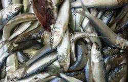 ضبط 11 طنا و300 كيلو أسماك مجمدة وسردين فاسدة بدمياط