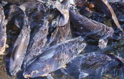 ضبط 35 صفيحة أسماك مملحة فاسدة داخل مصنع بأسيوط