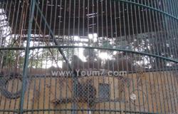 الأطفال يطاردون الحيوانات داخل الأقفاص بحديقة حيوان الإسكندرية
