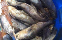 تموين القليوبية: ضبط 50 طن أسماك فاسدة بعرب العيايدة