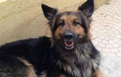كلب مسعور يعقر 15 شخصا بمدينة جرجا فى سوهاج